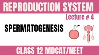 SPERMATOGENESIS LECTURE 4  SPERM PRODUCTION CLASS 12 MDCATNEET [upl. by Llerat]