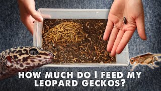 How Much amp What I Feed My Leopard Gecko  UPDATED [upl. by Norword252]