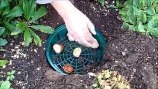 How to use bulb planting trays [upl. by Bollen664]