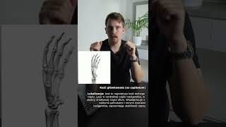 Kość główkowata os capitatum anatomia [upl. by Haleak]