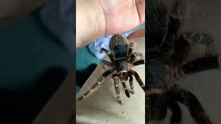 My beautiful chaco golden knee tarantula tarantulalove newworld [upl. by Norrad]