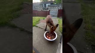 Rescue a fox and something unexpected happens rescue rescueanimals animalsofyoutube animal fox [upl. by Teuton]