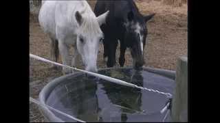 Avoir un Cheval à la maison  5 Labreuvement [upl. by Sax]