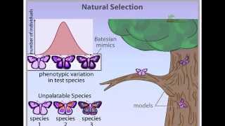 Natural Selection animation stabilizing disruptive and directional selection [upl. by Freida730]