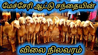 Mecheri aattu santhai  மேச்சேரி ஆட்டு சந்தை  mecheri goat market  kalnatai tholan [upl. by Rania]