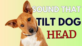 9 Sounds That Make Dogs Tilt Their Head GUARANTEED [upl. by Uela88]