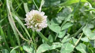 Trifolium repens [upl. by Ttenna965]