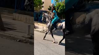 horse horseriding animals arabianhorse خيلالعربيالاصيل myhorse speed فروسيه horses خيال [upl. by Nowell]