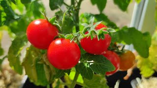 Помидоры на подоконнике за 75 дней Сорт Красная Шапочка Tomatoes on the windowsill [upl. by Kathryne]