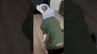 Judah Patience Training dog puppy pitbull smartdog 2024 shorts [upl. by Oiredised880]