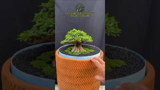 Anting Putri Daun Micro bonsaiunik snibonsai bonsai [upl. by Rivkah17]