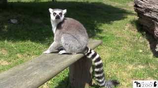 Isle of Wight Zoo Lemur Experience [upl. by Reiners461]