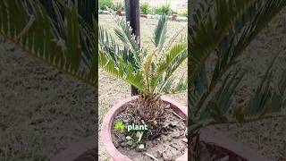 Sago palm plant 🌴shorts plantkabootarisongjourneyofsourav [upl. by Carlin]