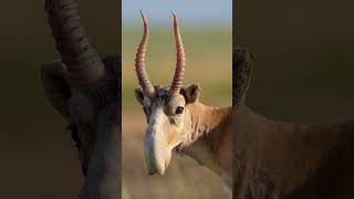 🐮◇³ ▪︎ Saiga Steppe Saiga Saiga tatarica in Bovid Family Bovidae  Observed in Description [upl. by Jaco]