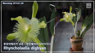 프릴이 매력적인 카틀레야 꽃 Rhyncholaelia digbyana 화이 난초 이야기 [upl. by Dav114]