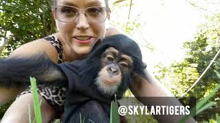 BABY CHIMP touches grass for the first time [upl. by Notled]