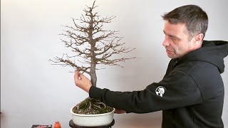 Acer Buergerianum  Bonsai Richtlinien [upl. by Ennaus]