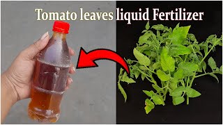 How to make compost at home Tomato leaves liquid fertilizer [upl. by Ahsaret]