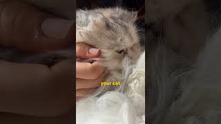 How to Make Your Cat Love You catbehavior [upl. by Myrah]