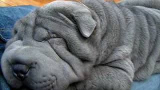 Arthur  Blue Shar Pei Puppy snoring  so cute [upl. by Eatnwahs851]