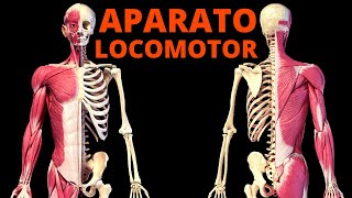 El APARATO LOCOMOTOR explicado sus partes y funcionamiento🦴💪 [upl. by Enyaw487]