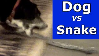 Prank Your Dog  Make Dog Bark  Dog Prank Fake Snake [upl. by Lorraine]