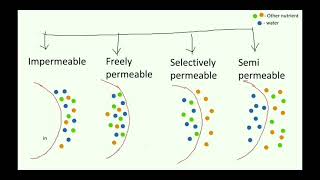 Membrane permeability  Types of membranes  Cell membrane permeability [upl. by Akimit204]