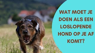 Wat moet je doen als er een loslopende hond op je af komt [upl. by Anairuy]