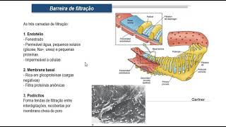 Fisiologia do sistema urinário  aula I [upl. by Eednahs]