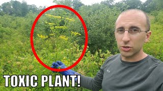 HUGE Wild Parsnip Plant  And How to Kill It [upl. by Aicena]