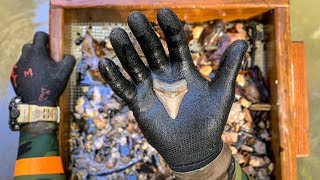 I Found a Megalodon Shark Tooth Underwater in a Shallow Creek How to Find Shark Teeth [upl. by Ahseena64]