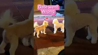 Puppy Dog Needs Love😂 shorts puppy puppyreaction funnydog adorablepetmoments dog pets [upl. by Miarzim596]