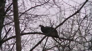 Learn how to call from a real wild hen turkey on the roost [upl. by Lukasz589]