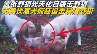 嚣张野狼光天化日袭击羊群，无畏坎高犬疯狂追击，野狼被暴揍得叽呱乱叫坎高犬 狼 牧羊犬 牧民生活 大自然 [upl. by Calvin]