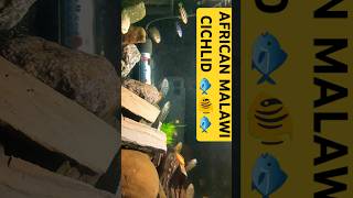 wildfish cichlid fish mbunacichlids viralvideo reelsvideo shortvideo shorts reels [upl. by Caplan998]