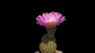 Echinocereus reichenbachii subsp caespitosus USA Texas Comal County [upl. by Gibert592]