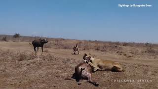 THRILLING  Lions Kill Both Buffalo Mother and Calf in Nairobi Park [upl. by Nij]