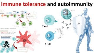 Immune Tolerance and autoimmunity overview [upl. by Taro]