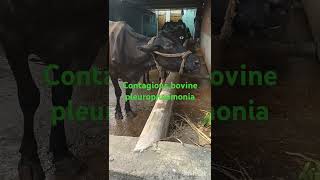 Treatment of contagious bovine pleuropneumonio in cow ampBuffaloPKdairyfarmingvillagelifestyle [upl. by Tildi558]