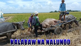 EP 00 BUHAY BUKID team netibo [upl. by Ytsirhk]