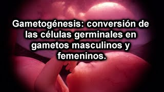 Gametogénesis conversión de las células germinales en gametos masculinos y femeninos [upl. by Gawlas]