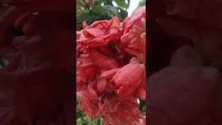 Mussaenda erythrophylla plants 🌿 mussaenda shorts tamil gardeningyoutubeshorts greenlandtrees [upl. by Muscolo]