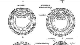 عملية تكوين الاعضاء Organogenesis of Amphioxus [upl. by Tham443]