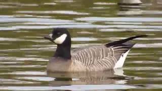 ◎ Cackling Geese （ヒメ）シジュウカラガンが大挙してやってきた [upl. by Ilujna426]