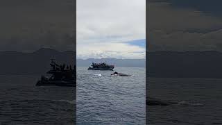 Whale Watching  Kaikoura Neuseeland [upl. by Pucida634]