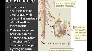 Absorption of Minerals by Plants Part 1 Passive Absorption [upl. by Haswell216]