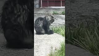 Laser focused 😹🐈‍⬛ cat cute cutecat funnycats catvideos [upl. by Shiri]