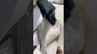 🤭fish 🤭cating 🤭🤭🤭🤭 [upl. by Ettezil]