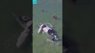 Successful rescue of stranded humpback whale shorts whale wildlife whalerescue ocean video [upl. by Oremo]