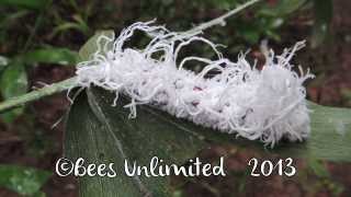 Cambodian Caterpillars 3 [upl. by Nava]